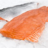 Coho Salmon