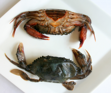 SOFT SHELL CRAB