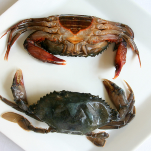 SOFT SHELL CRAB
