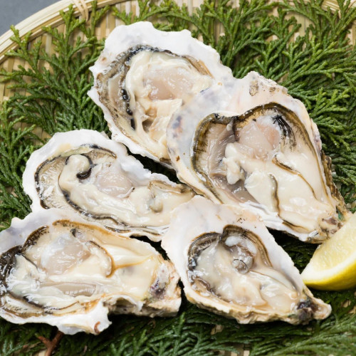 FROZEN OYSTER WITH FULL SHELL