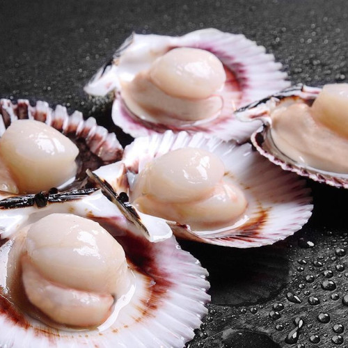 FROZEN SCALLOP WITH HALF SHELL
